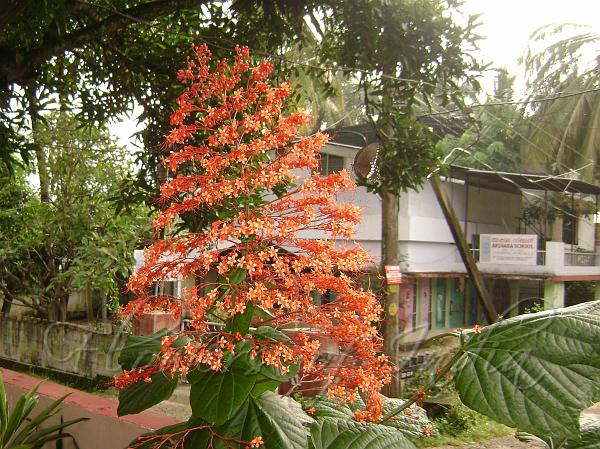 Pagoda Flower